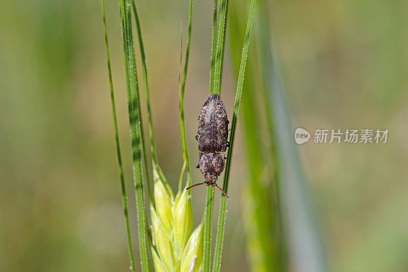 Agrypnus murinus是一种咔嗒甲虫，属于咔嗒甲虫科。它通常被称为有条纹的click beetle。它的幼虫是许多作物土壤中的重要害虫。